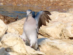 Streptopelia capicola damarensis