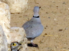 Streptopelia capicola damarensis