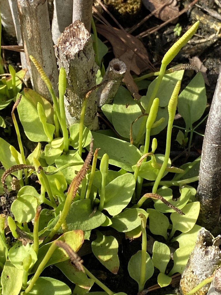stalked adder'stongue from Suburban Heights, Gainesville, Alachua Co