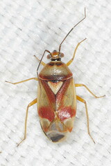 Orthops montanus