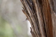 Acanthiza inornata