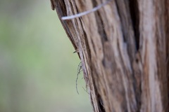 Acanthiza inornata