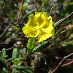 Crocanthemum corymbosum