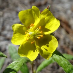 Crocanthemum corymbosum