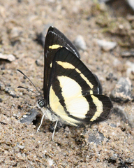 Baeotis elegantula