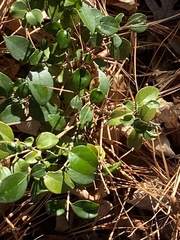 Ilex opaca