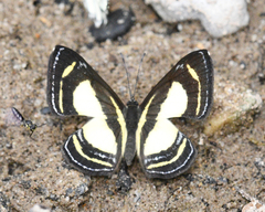 Baeotis elegantula