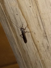 Mantoida