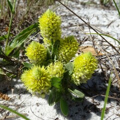 Polygala nana