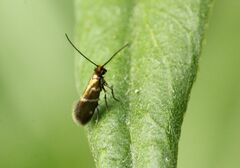 Micropterix aruncella
