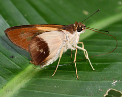 Calpodes esperi