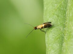 Micropterix aruncella
