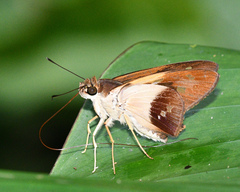 Calpodes esperi