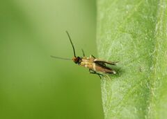 Micropterix aruncella