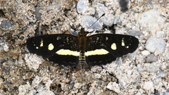 Castilia angusta