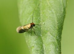 Micropterix aruncella