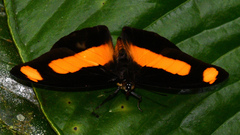 Catonephele salambria