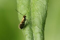 Micropterix aruncella