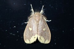 Euproctis quadrangularis