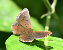 Chalodeta lypera