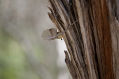 Acanthiza inornata