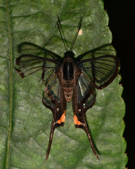 Chorinea octauius
