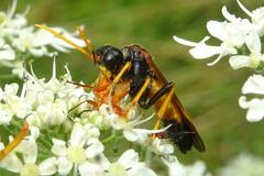Tenthredo campestris