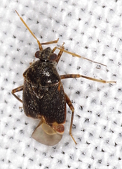 Charagochilus gyllenhalii