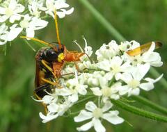 Tenthredo campestris