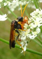 Tenthredo campestris