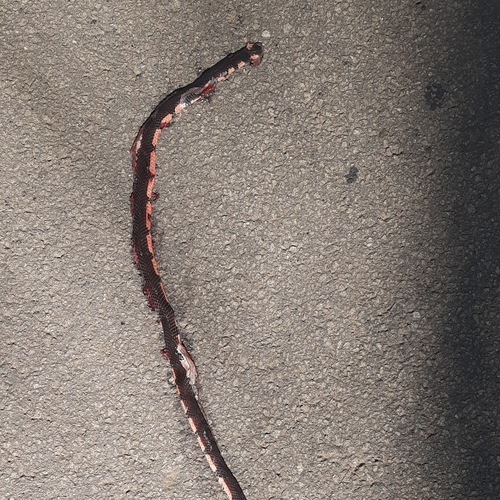 Bibron's Coral Snake, Calliophis bibroni