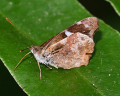 Cybdelis phaesyla