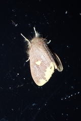 Euproctis quadrangularis