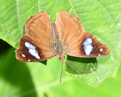 Cybdelis phaesyla