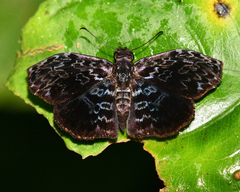 Cycloglypha thrasibulus