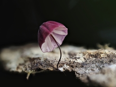 Marasmius haematocephalus