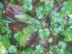 Hydrocotyle nepalensis