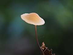 Marasmius elegans