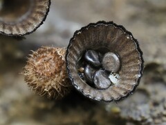 Cyathus striatus
