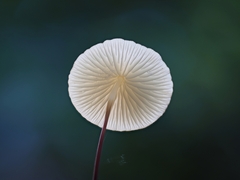 Marasmius elegans