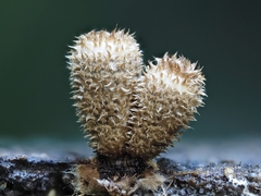 Cyathus striatus