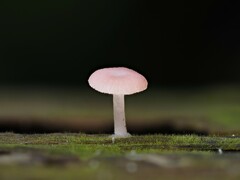 Mycena roseilignicola