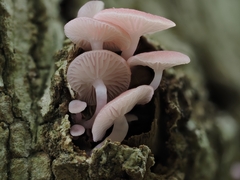 Mycena roseilignicola