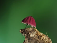 Marasmius haematocephalus