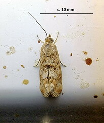 Tegostoma comparalis