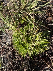 Lachnocaulon