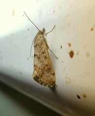 Tegostoma comparalis