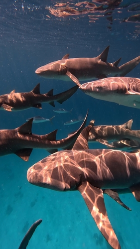 Tawny nurse shark photographed at Maldives