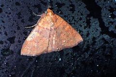 Singara diversalis