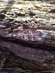 Ceratiomyxa fruticulosa